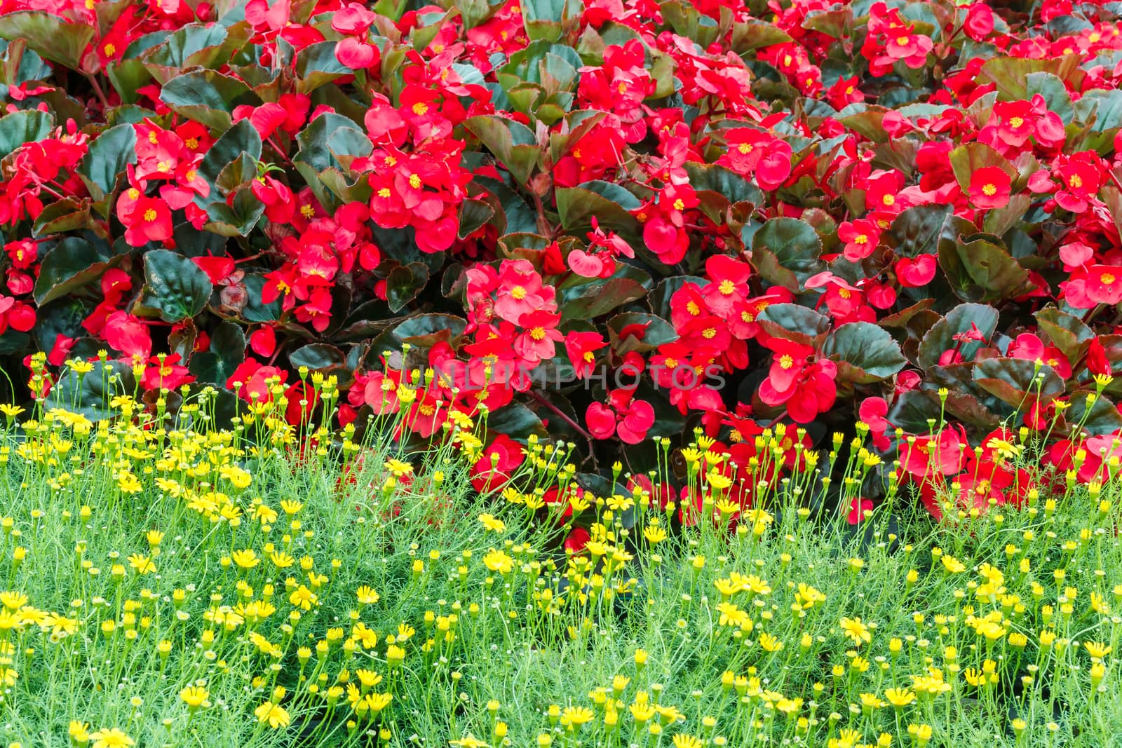 Red Begonia and yellow Dandelion bush.