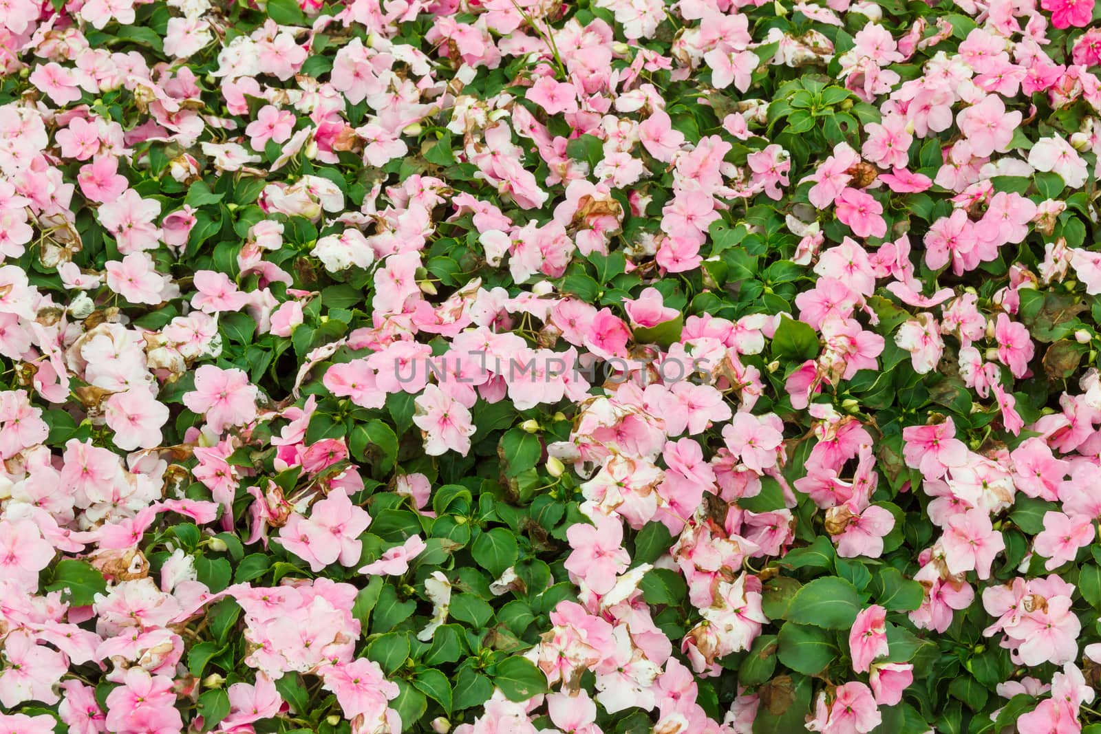 Pink busy lizzie bush.