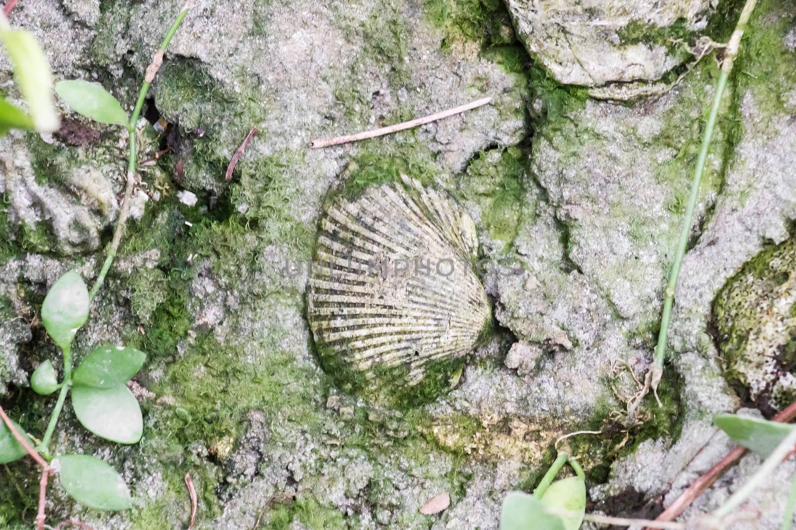Clam fossil in ground with plants.