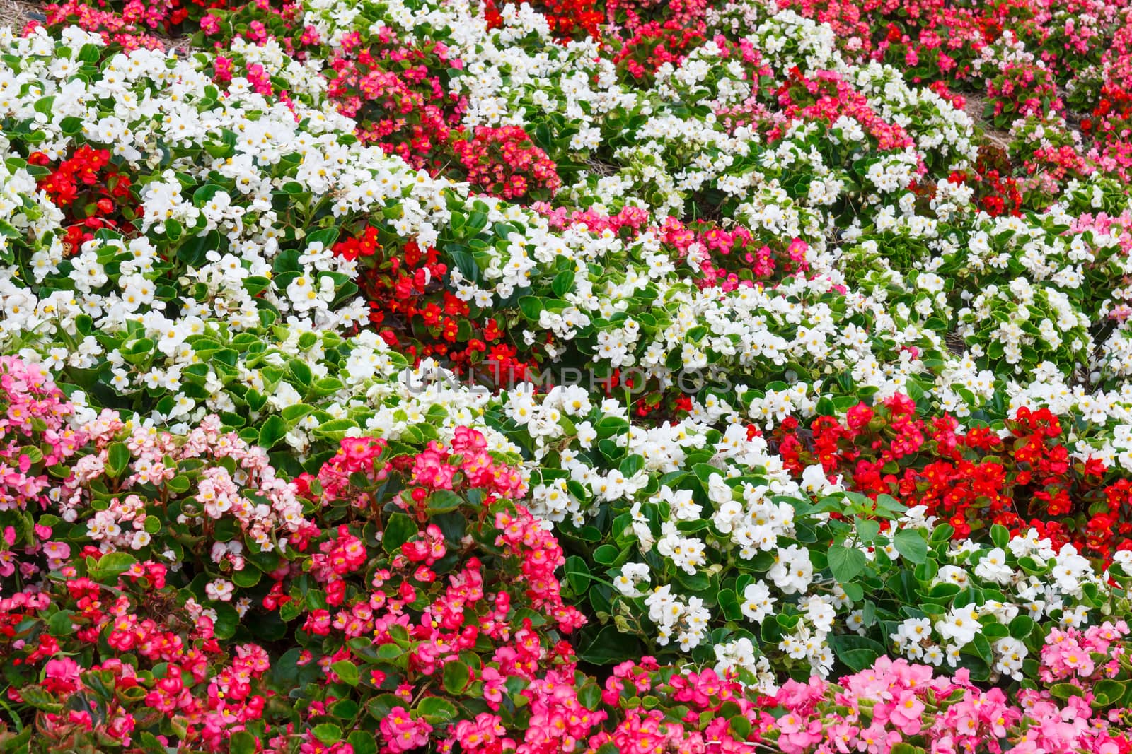 Colorful Begonia field red,white and pink.