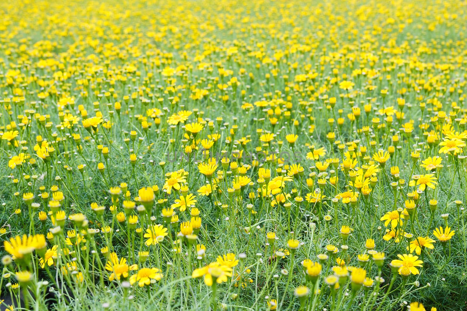 Yellow dandelion flower field.