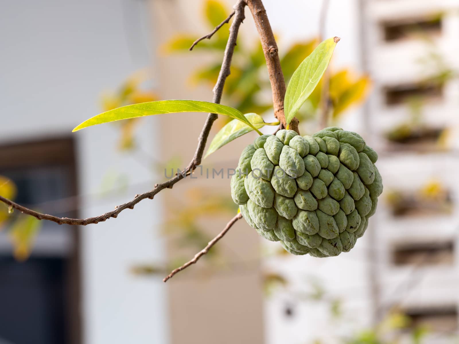 Sugar Apple or Custard Apple, select focus