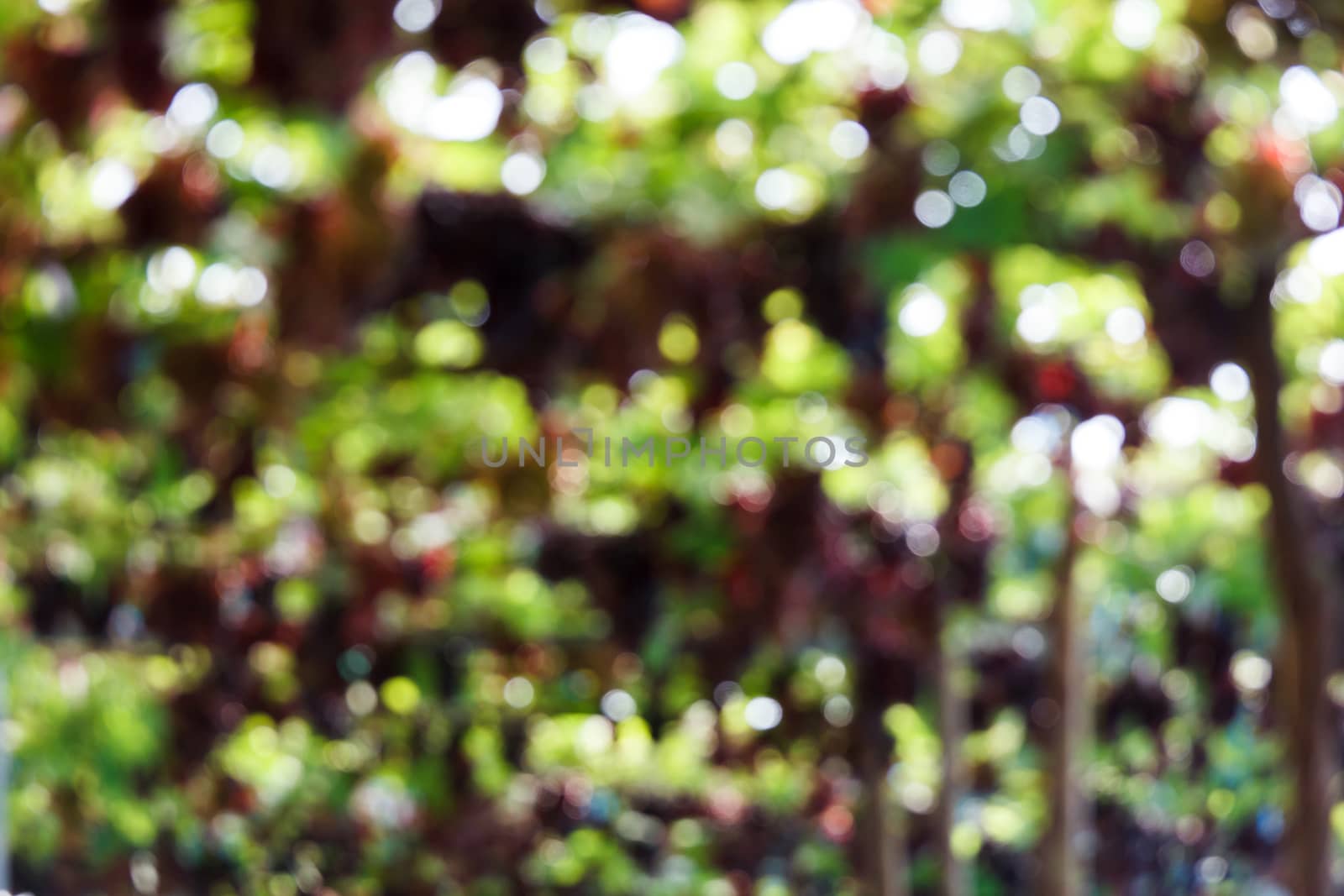 Blur focus of grape on grapevine.