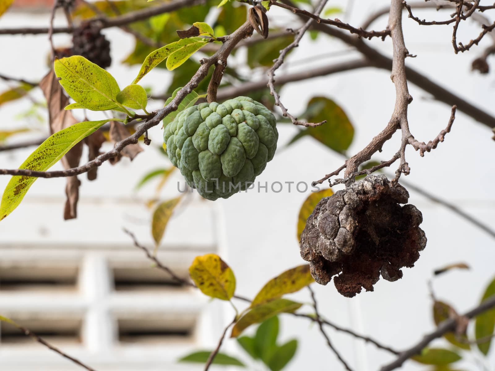 survivor custard apple on tree, select focus