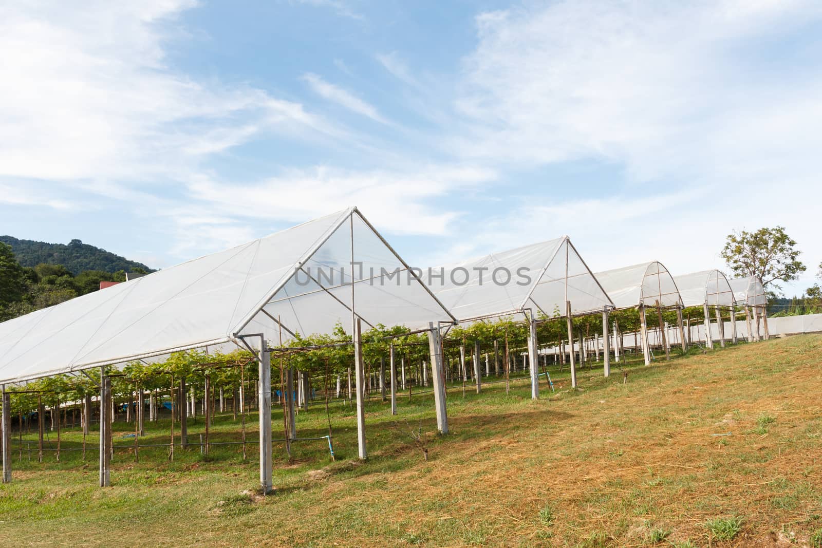 Cultivated farm of grape with roof.