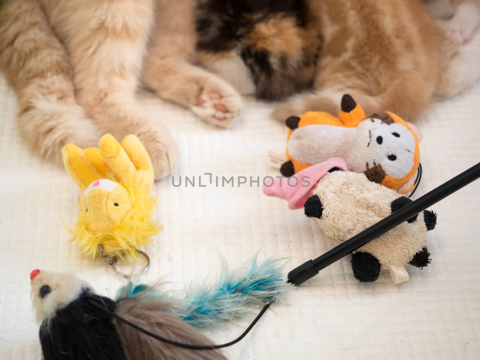 cat paws with toys (Cat breastfeeding the kittens) blur background