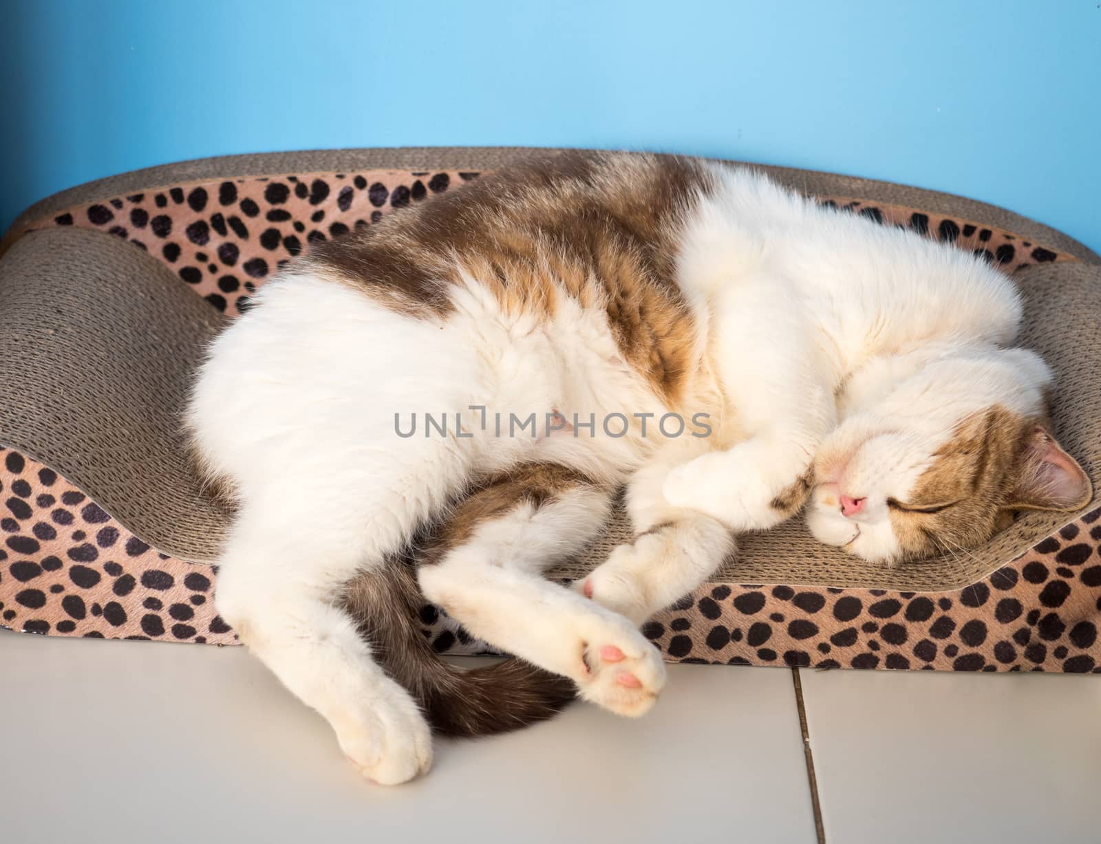 Cute cat is sleeping in his bed.