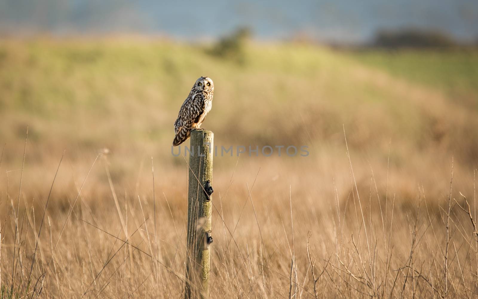 Wild Owl in Nature by backyard_photography