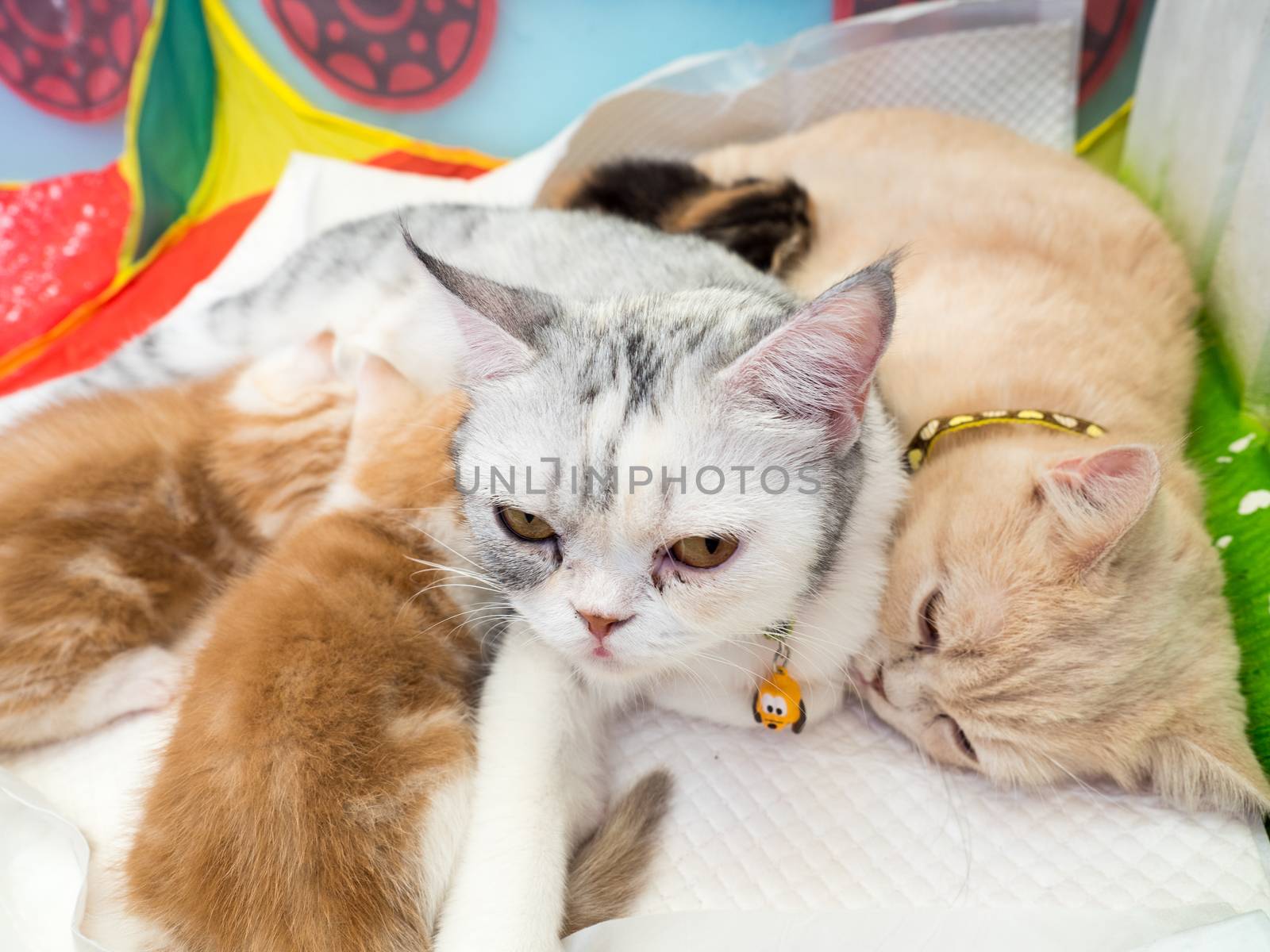 Cats breastfeeding the kittens, select focus
