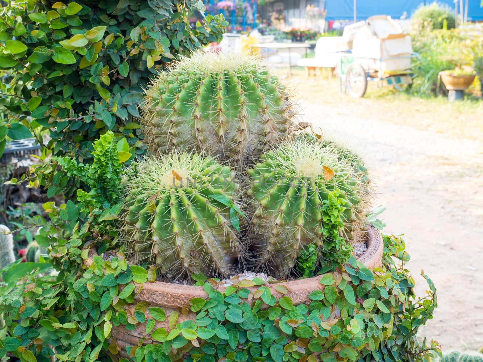 Cactus in a pot, select focus