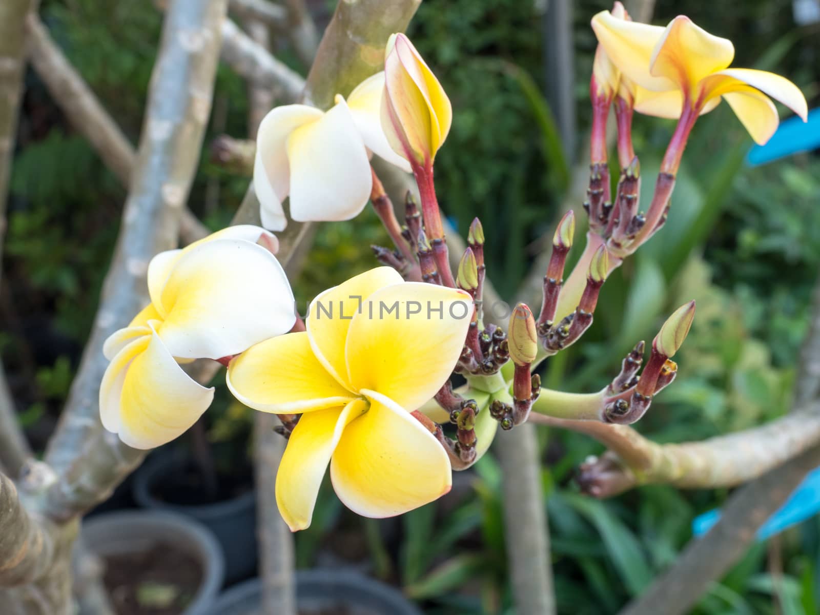 Yellow Plumeria tree flowers