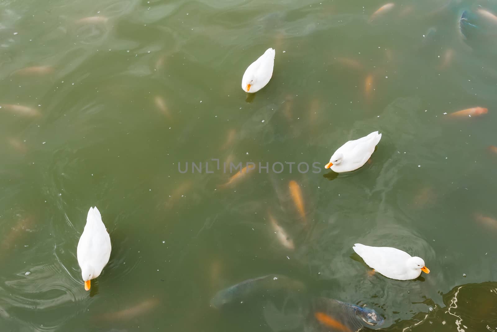 Four ducks swimming in pond with fish.