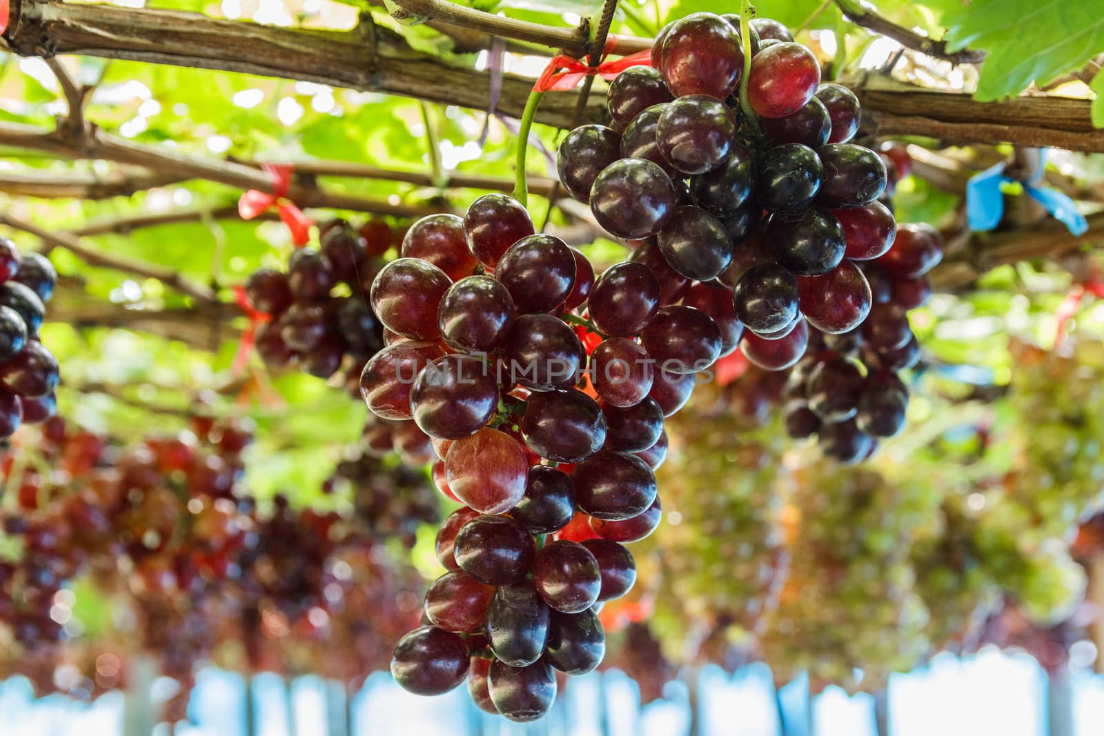 Bunch of grape on grapevine with bokeh in background.