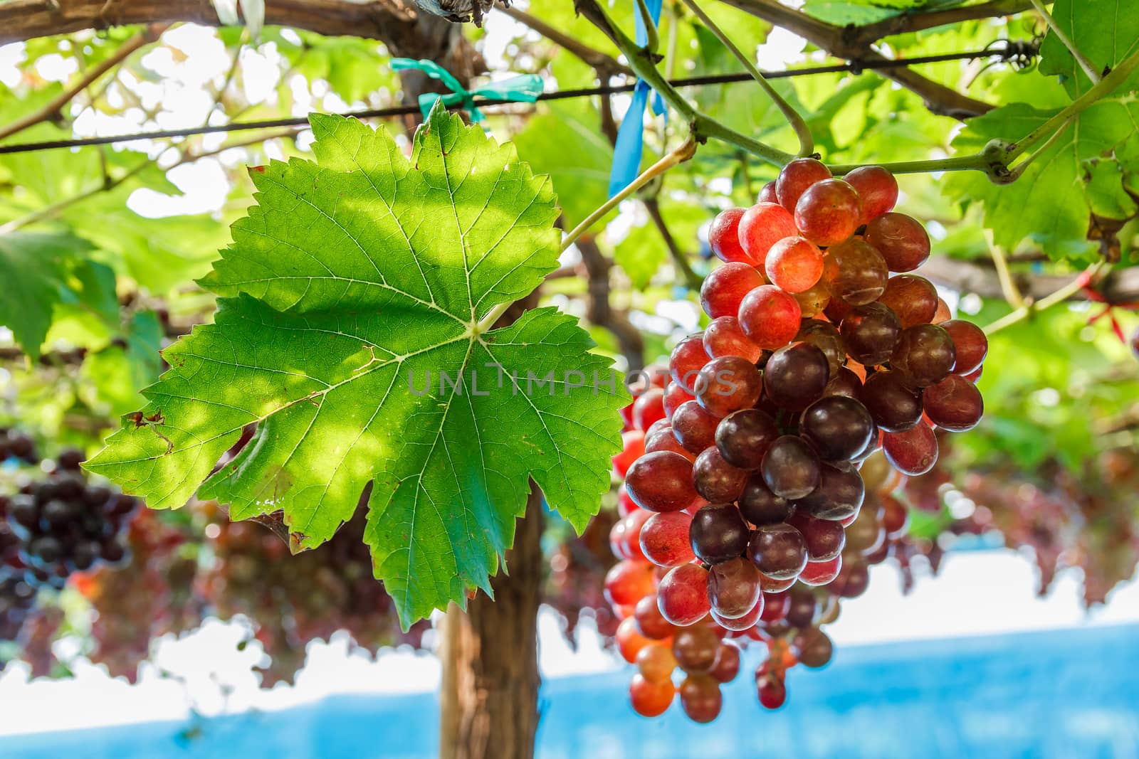 Bunch of grape on grapevine with leaf and bokeh in background.