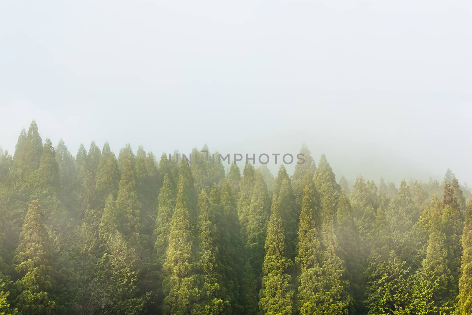 Pine forest in the mist.