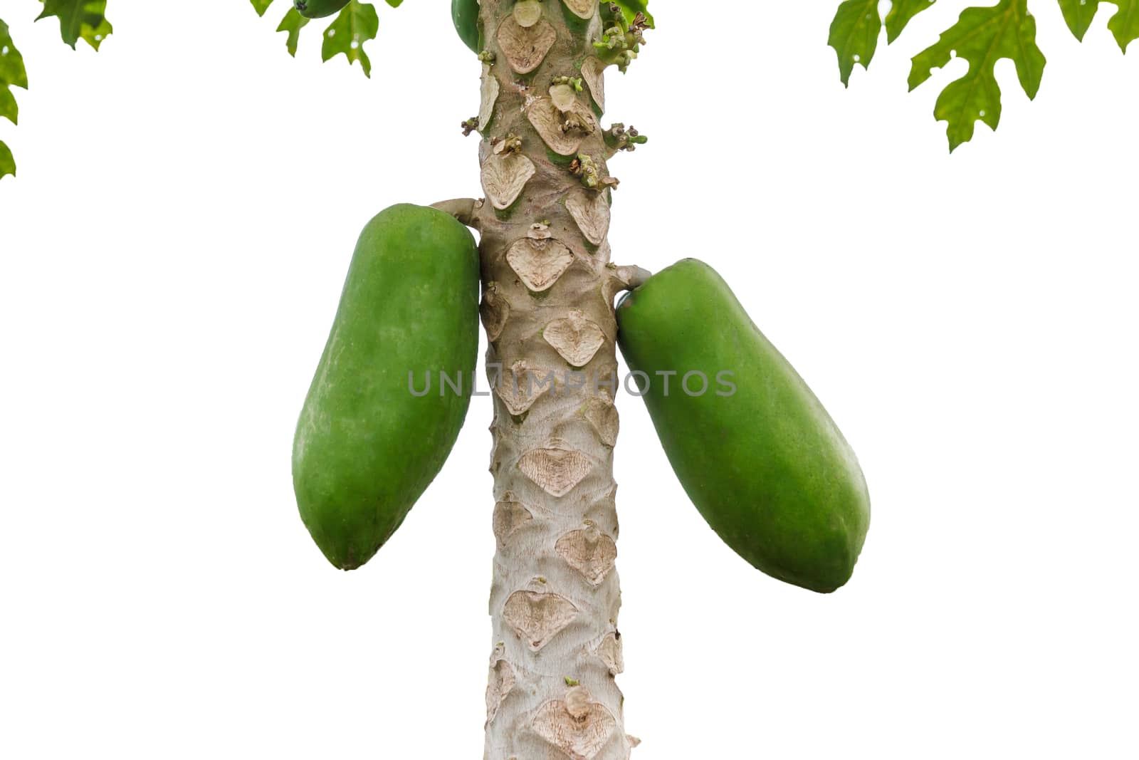 Isolated papaya fruits on tree.With clipping path.