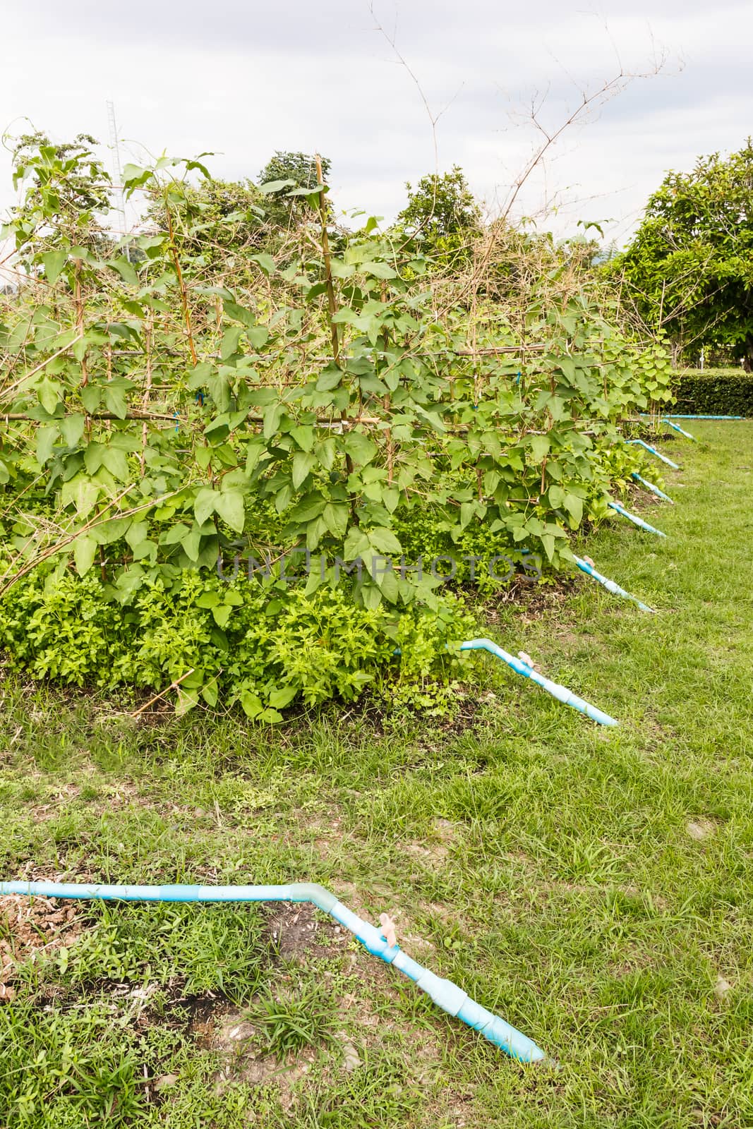 Row of tree in garden with water pvc pipe.