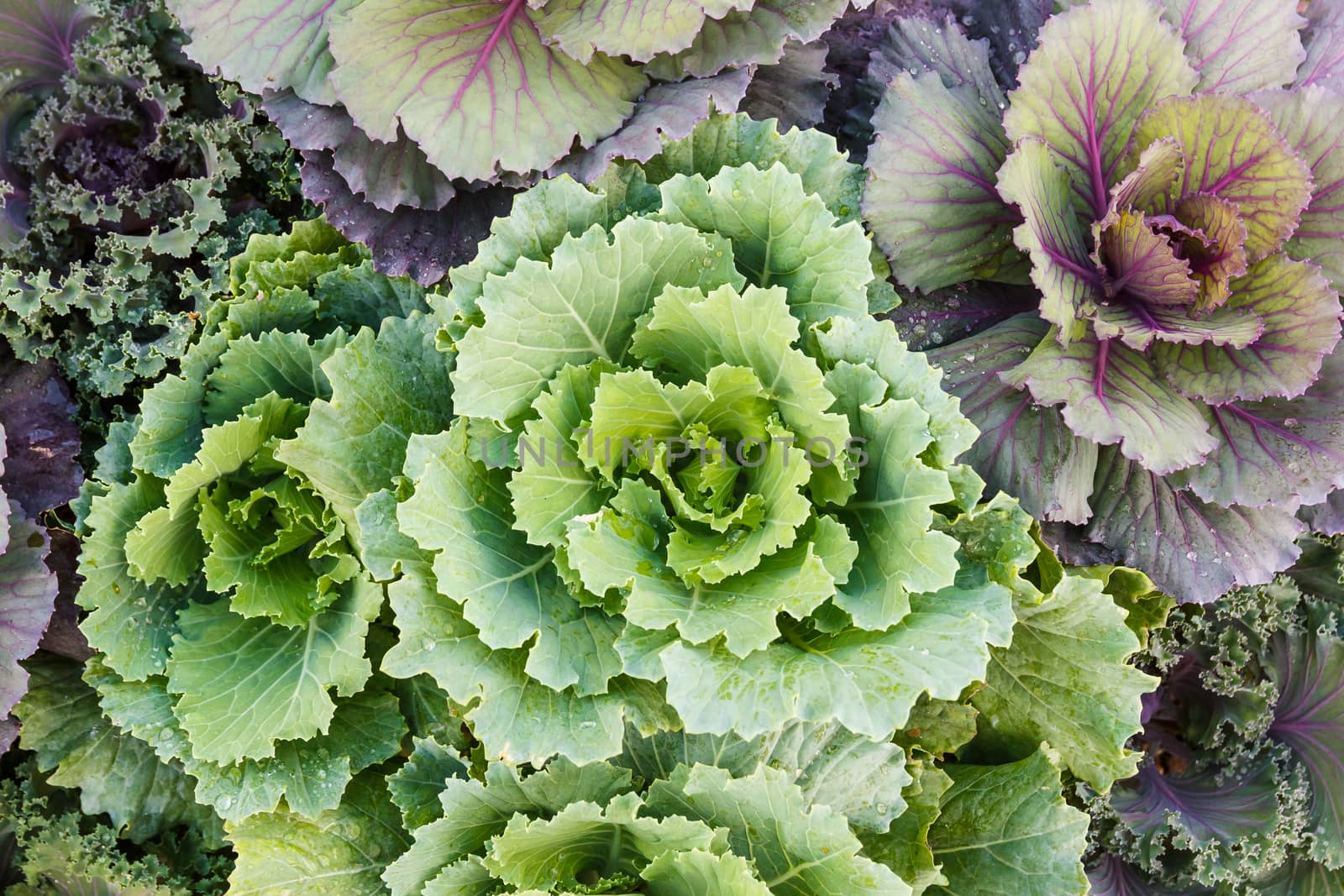 Detail of many beautiful cabbage.