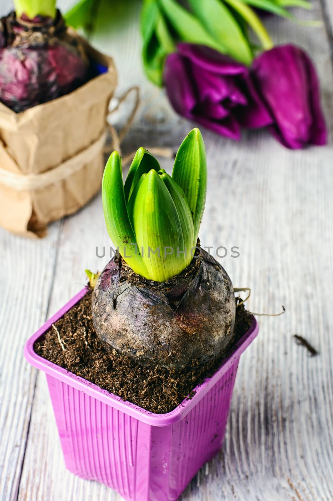 bulbs of hyacinth and tulips on a light background, prepared for transplantation in the spring