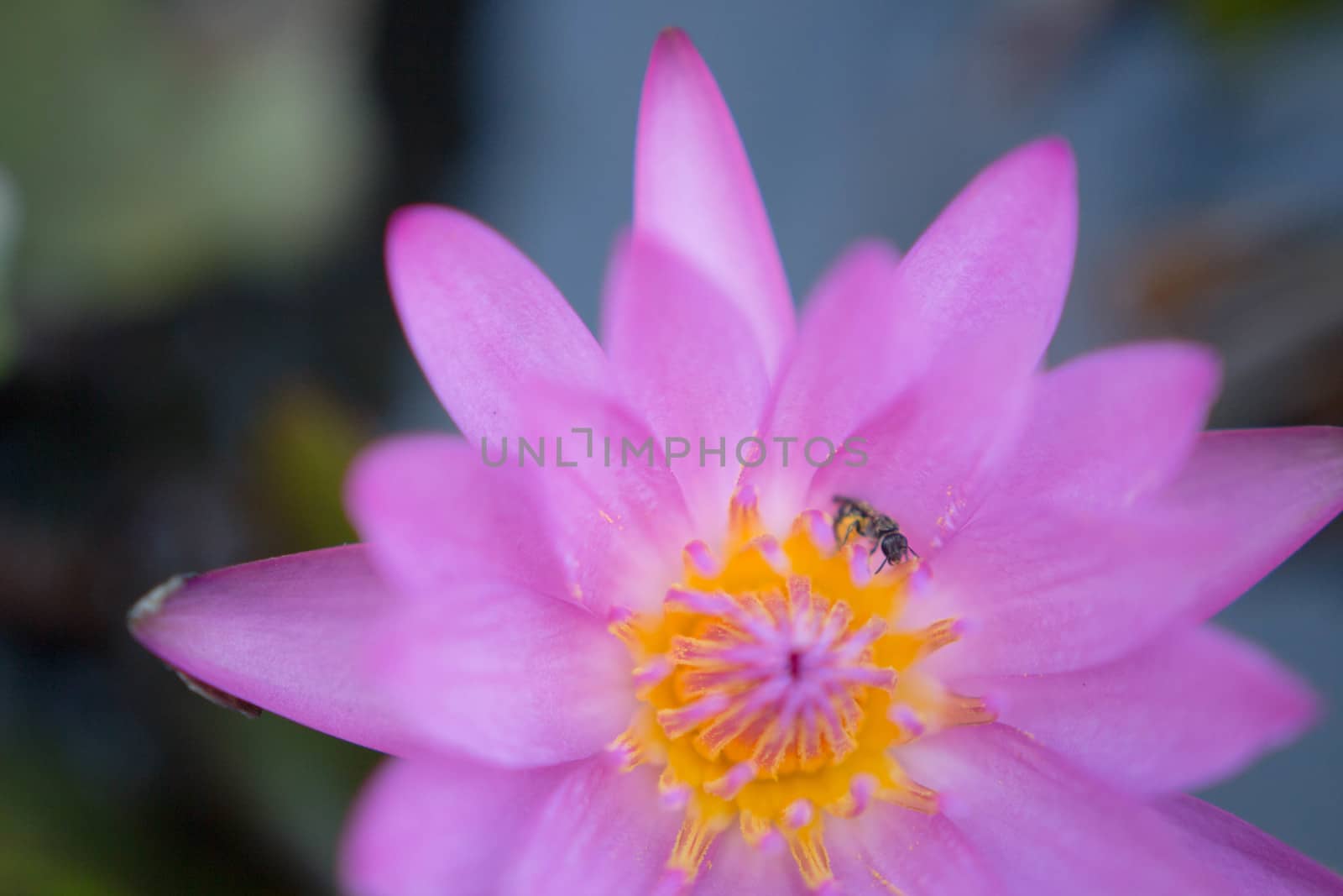 lotus bloom bee close up pollen