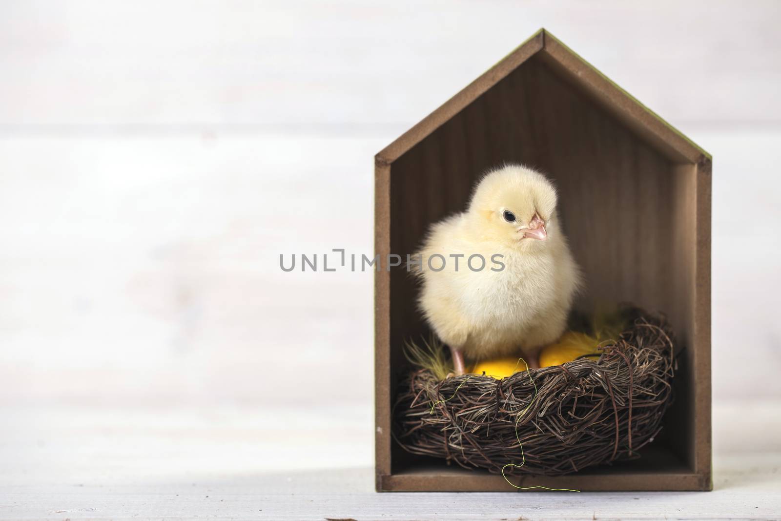 Young easter chicken in home, easter concept. vintage sytle white wooden background