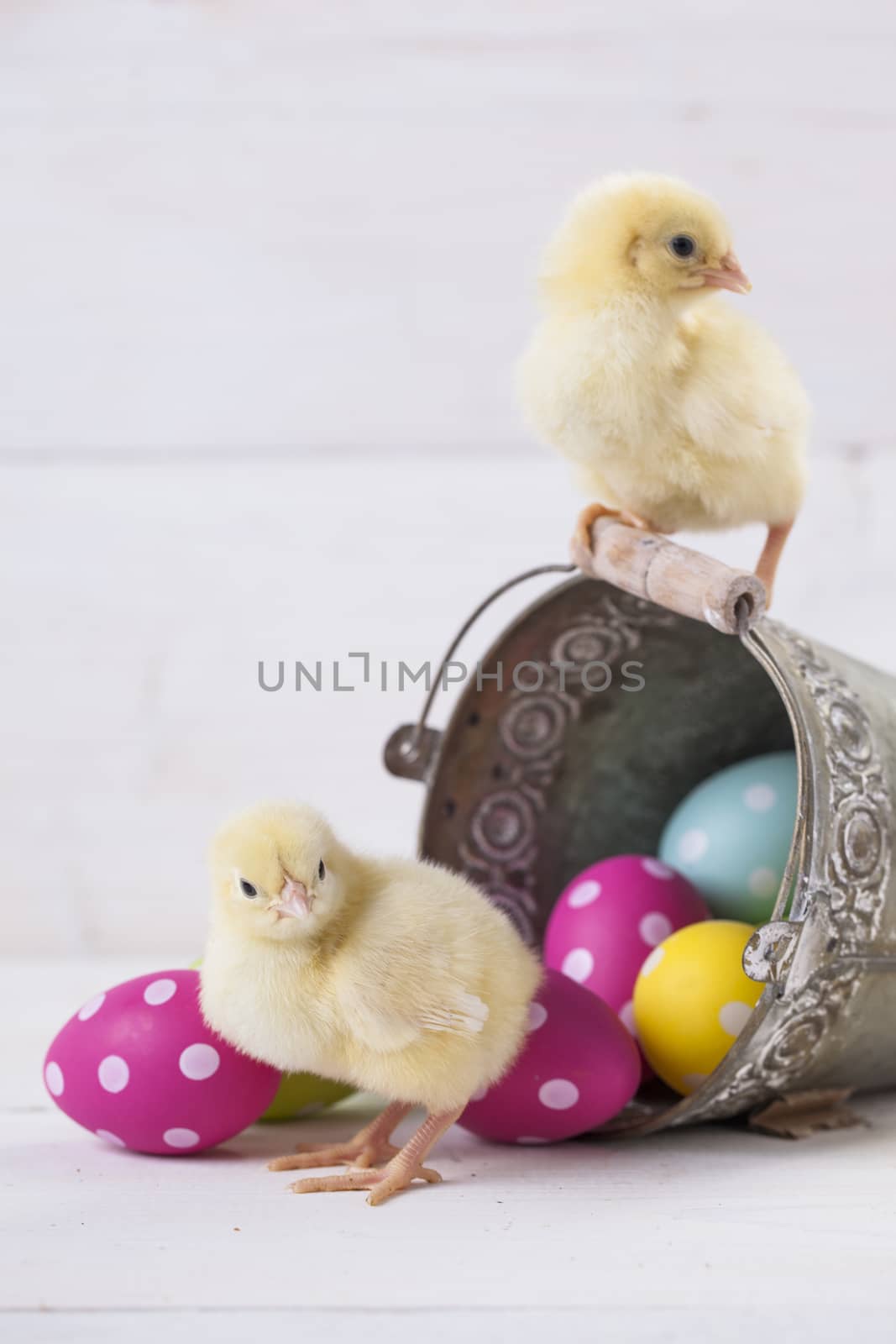 Easter chicken, eggs and decoration in vintage sytle white wooden background