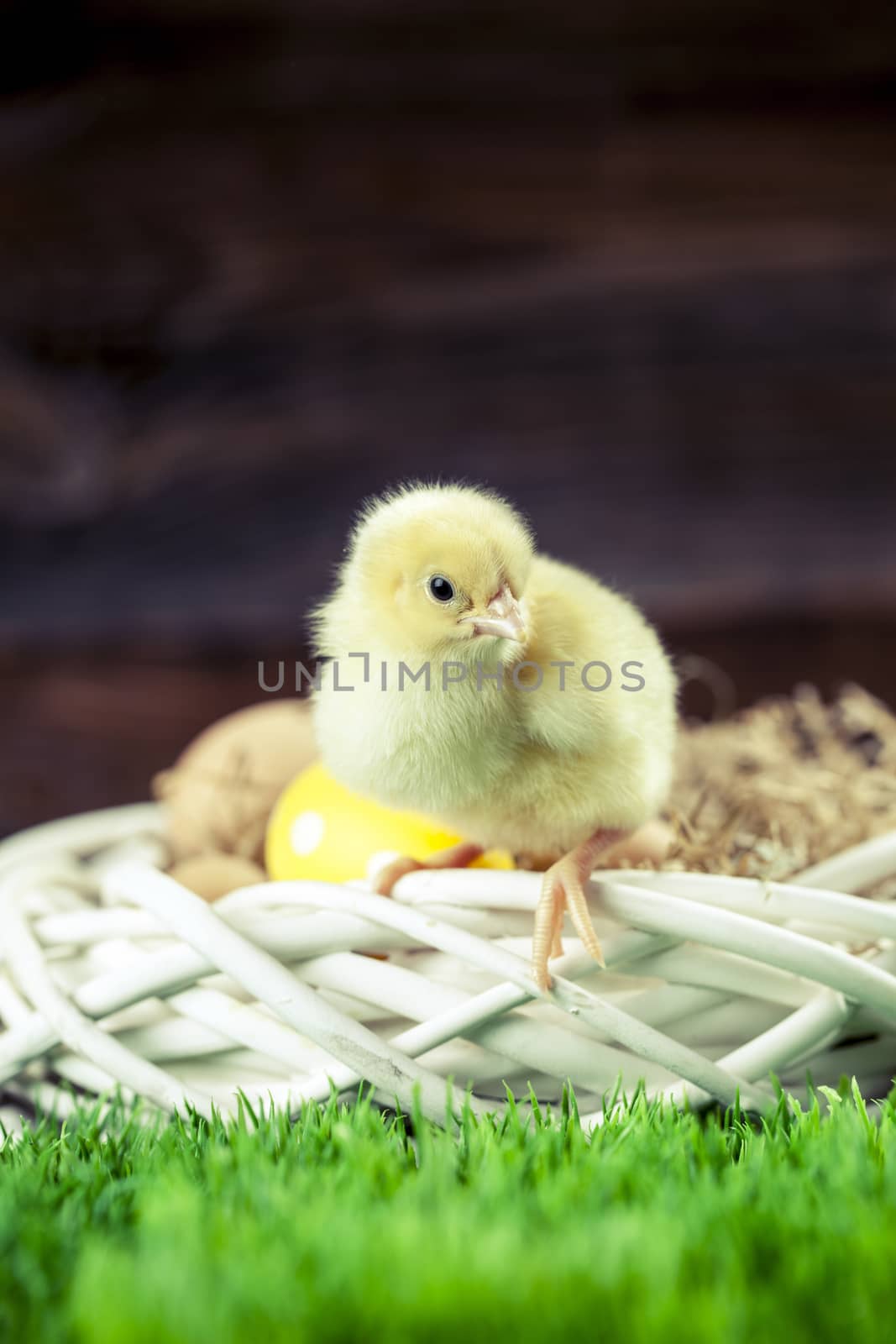 Easter chicken, eggs and decoration in vintage sytle wooden background