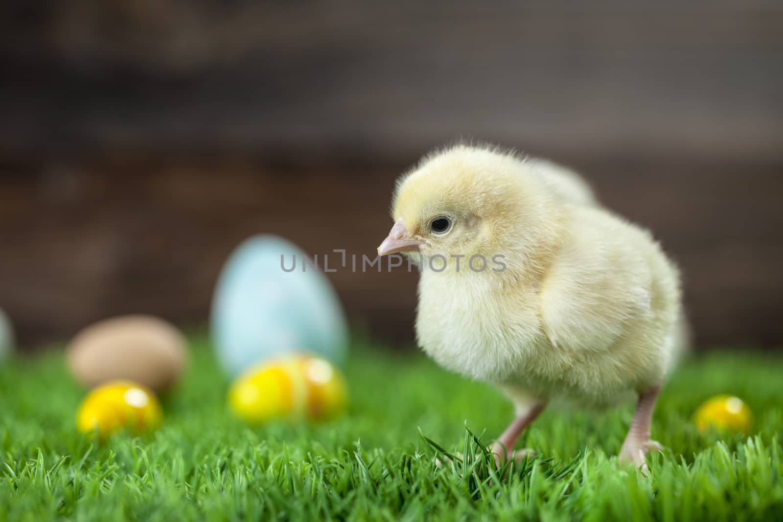 Easter chicken, eggs and decoration in vintage sytle wooden background