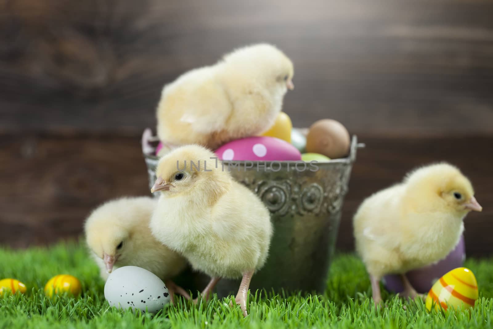 Easter chicken, eggs and decoration in vintage sytle wooden background