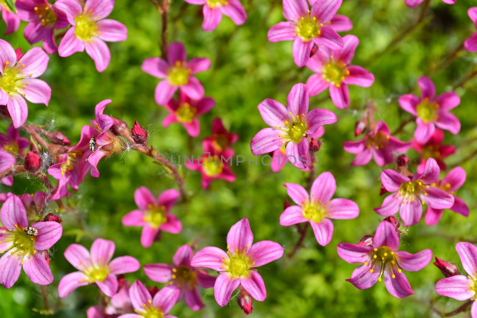 The moss blooms in spring, bright pink flowers. Floral background, macro.