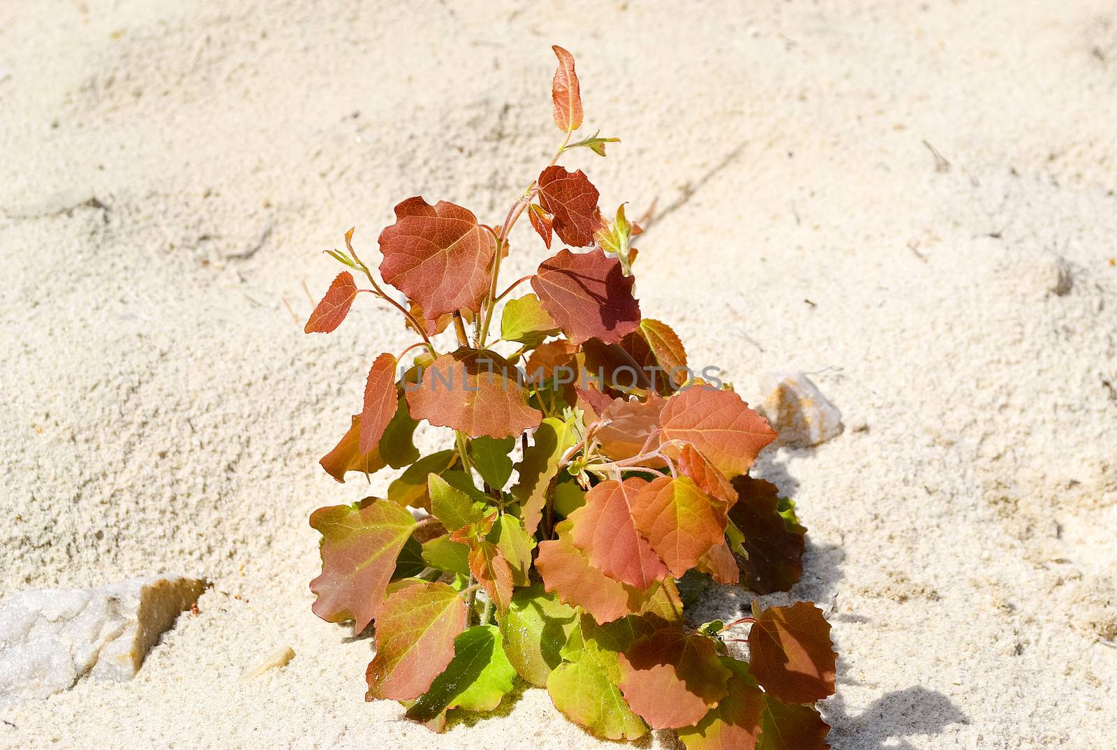 Sprout Aspen on the sand, in nature. by Gaina
