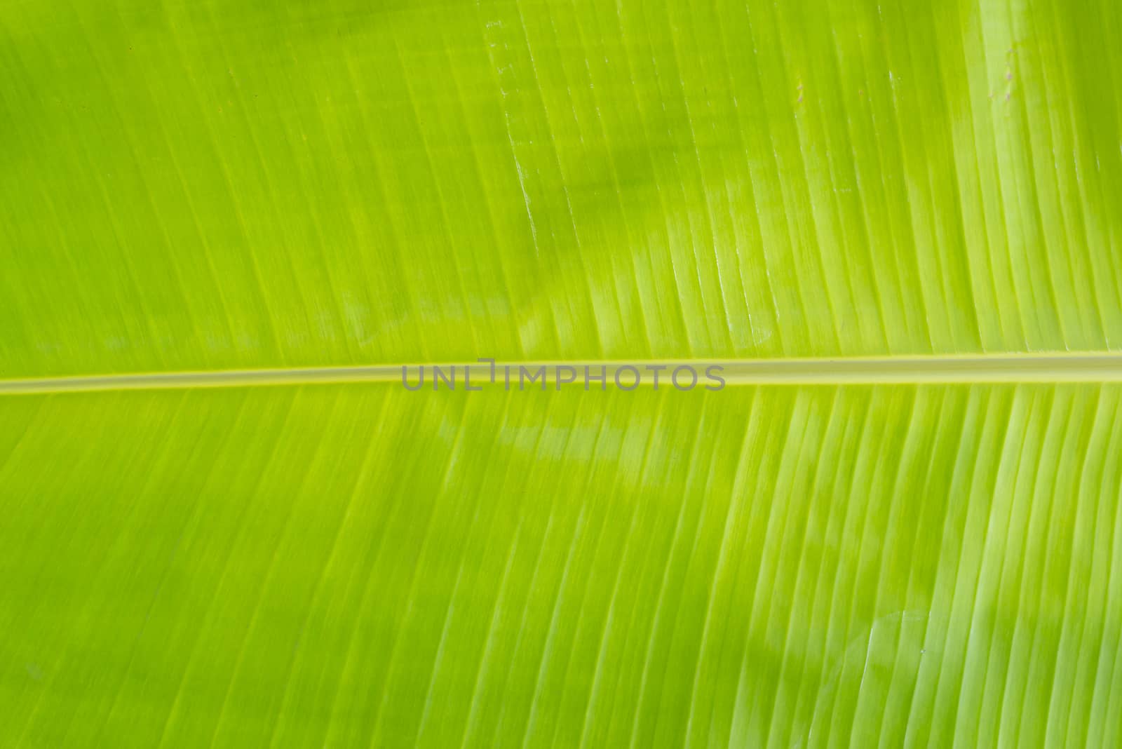 Closeup of green banana leaf texture