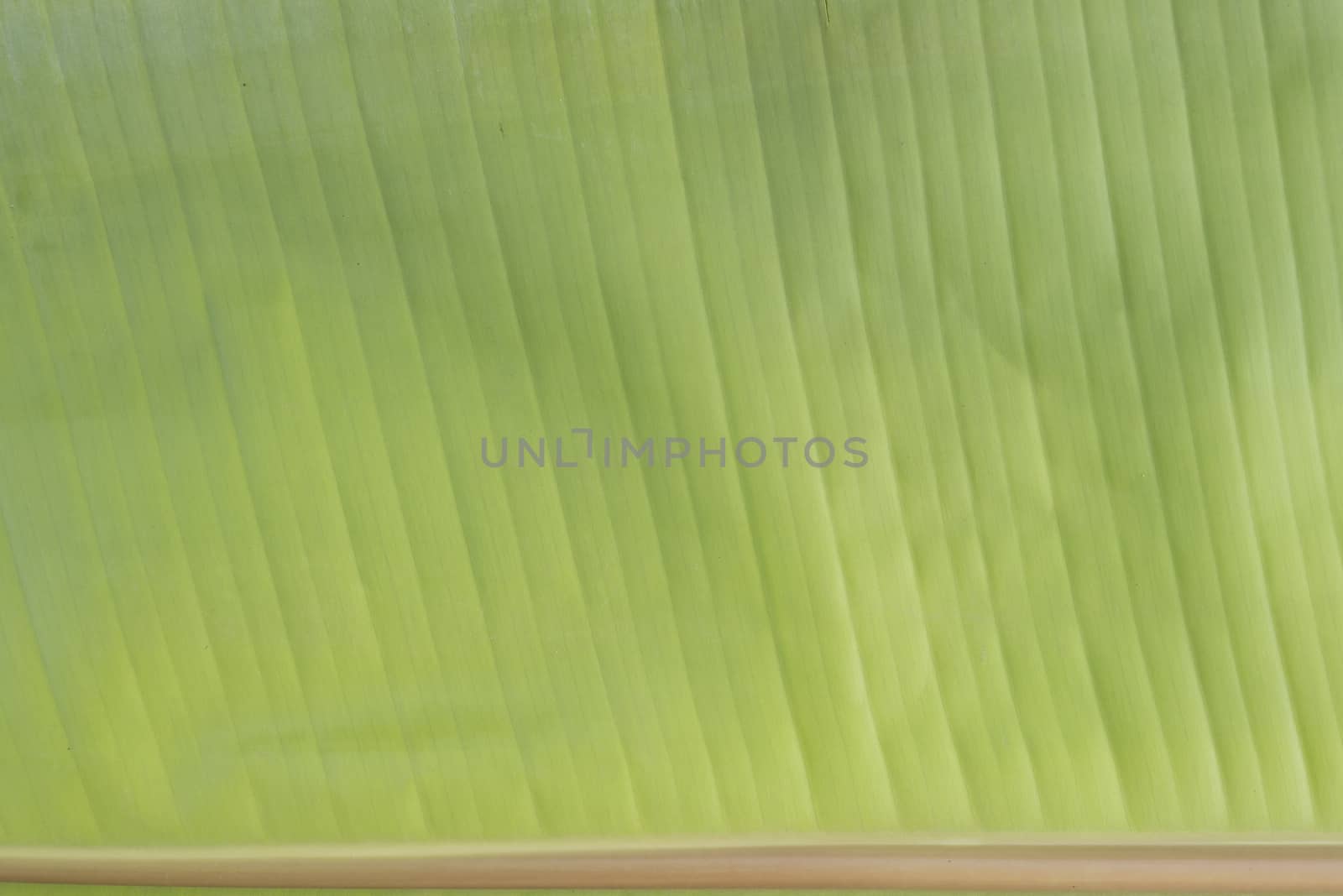 Closeup of green banana leaf texture