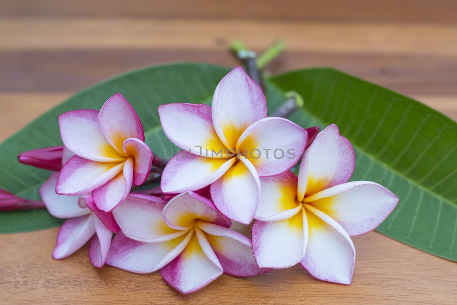 Beautiful pink plumeria on the tree