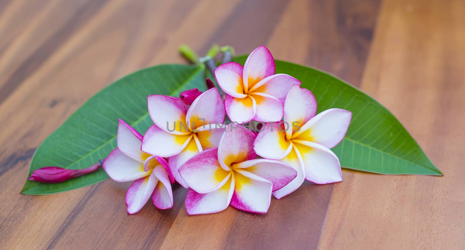 Beautiful pink plumeria on the tree