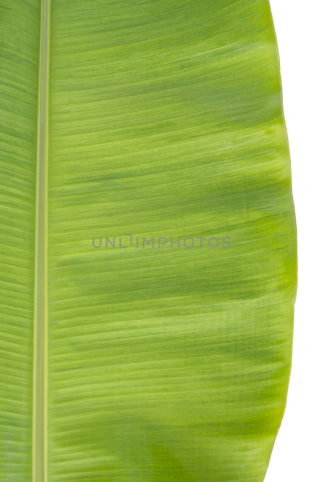 Closeup of green banana leaf texture isolated