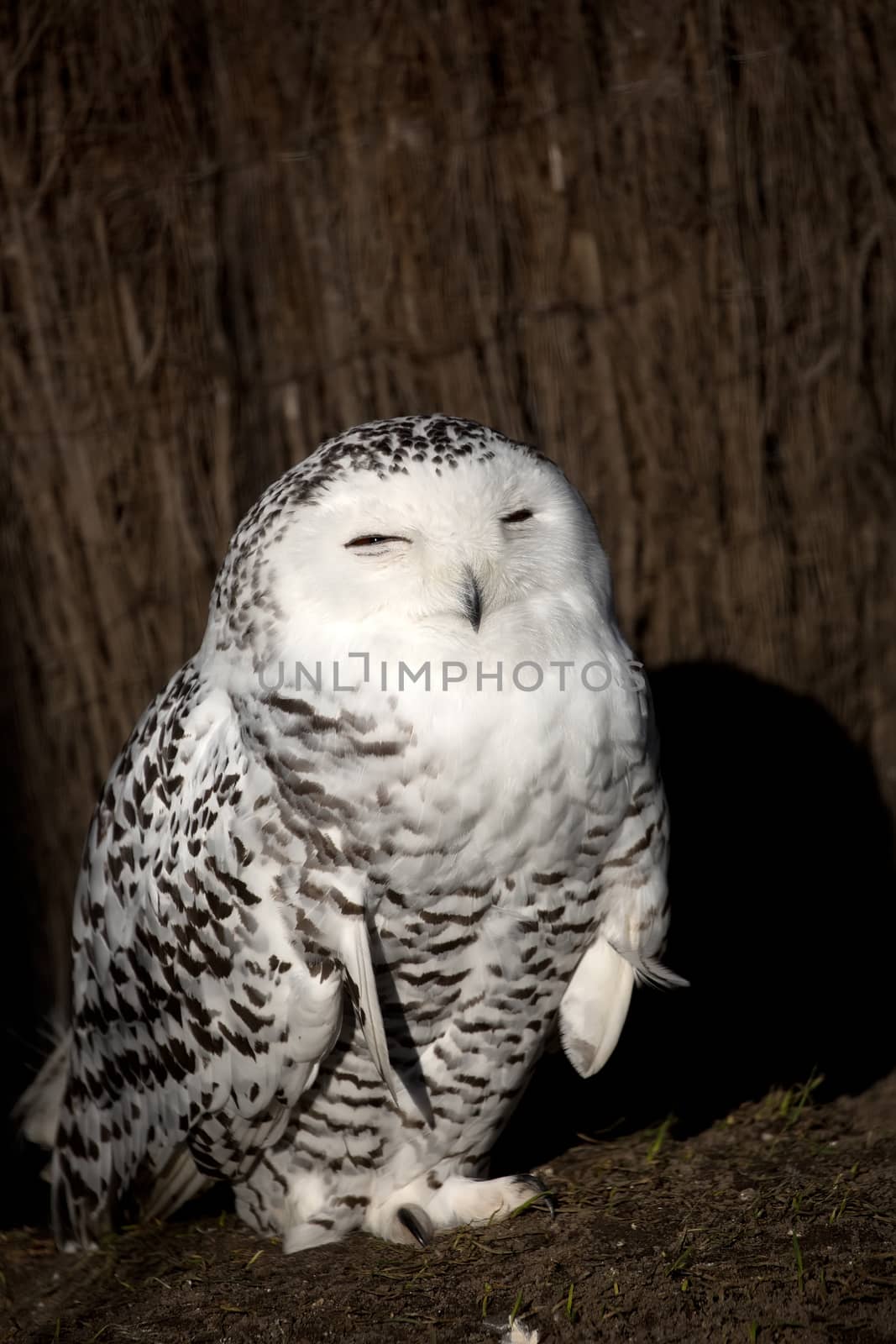 Snowy Owl in the wild in the forest