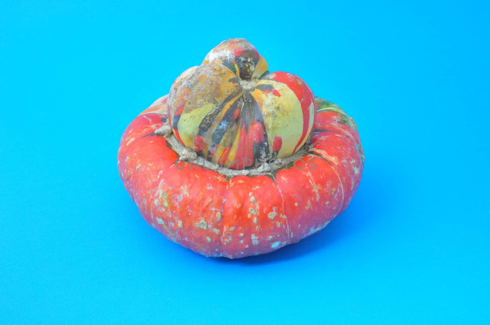 Turkish cap Cucurbita