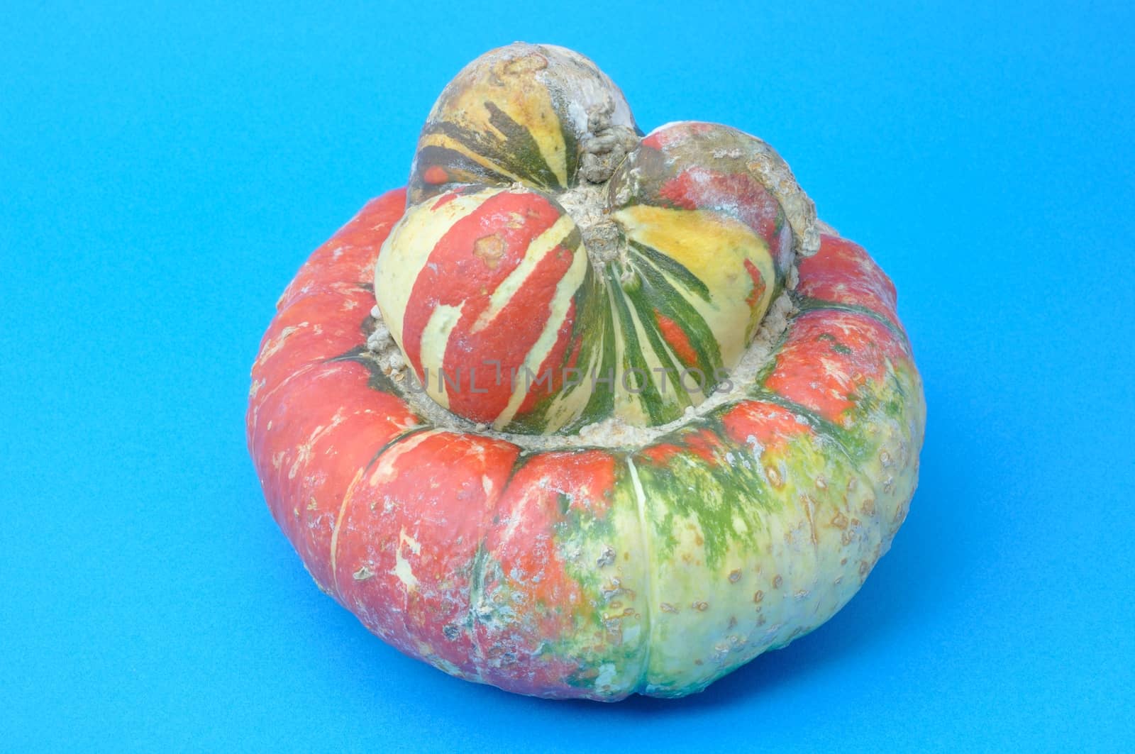 Turkish cap Cucurbita