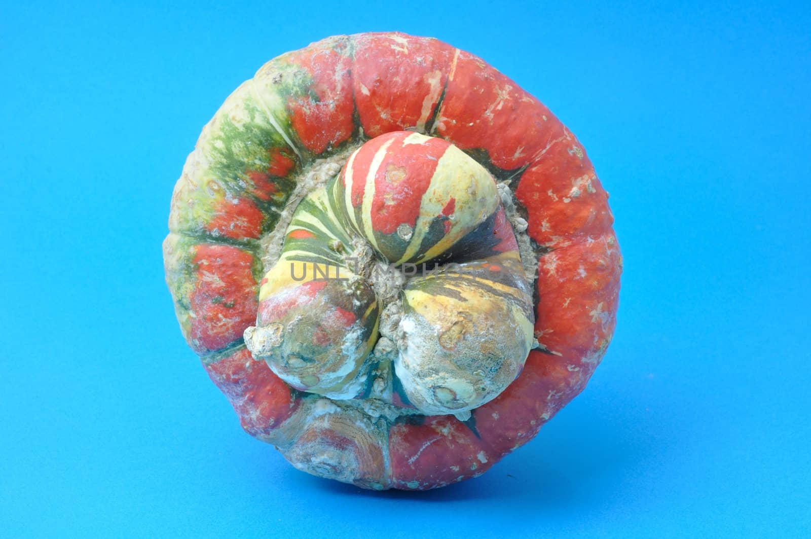 Turkish cap Cucurbita