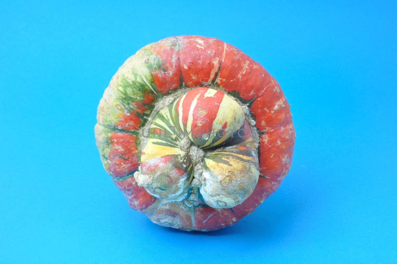 Turkish cap Cucurbita