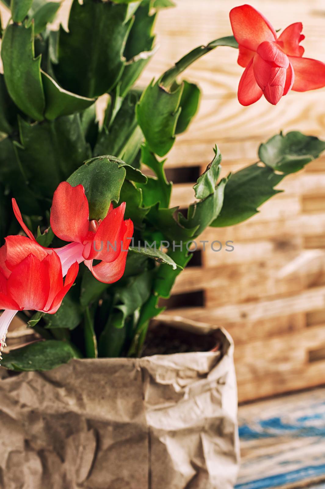 set with Decembrist flowered decorative indoor flower pot