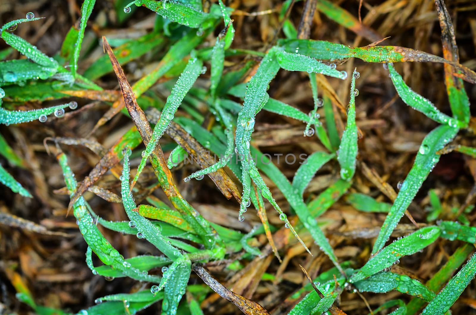 Fresh grass with dew drops in vintage light