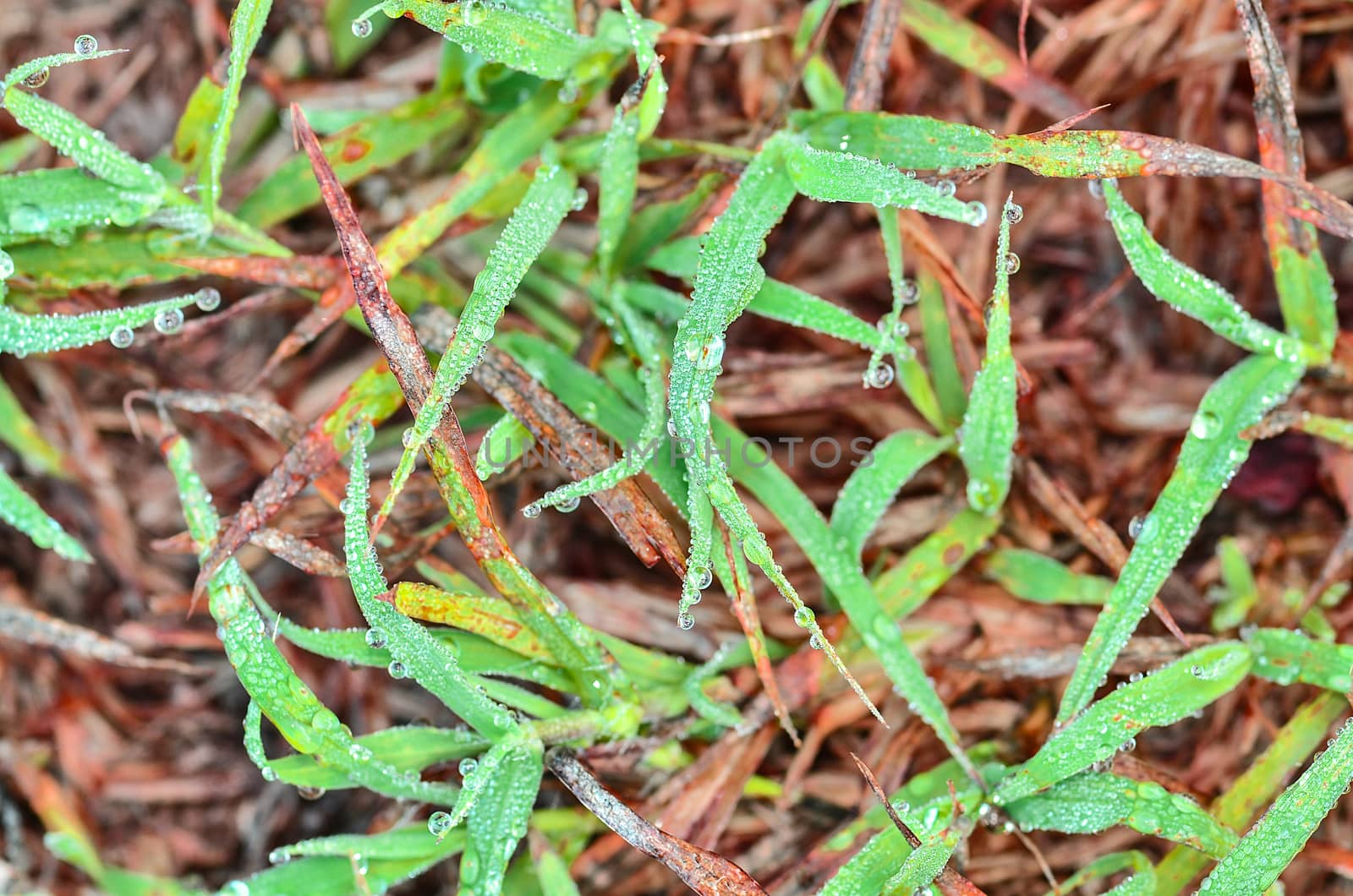 Fresh grass with dew drops on dry leave