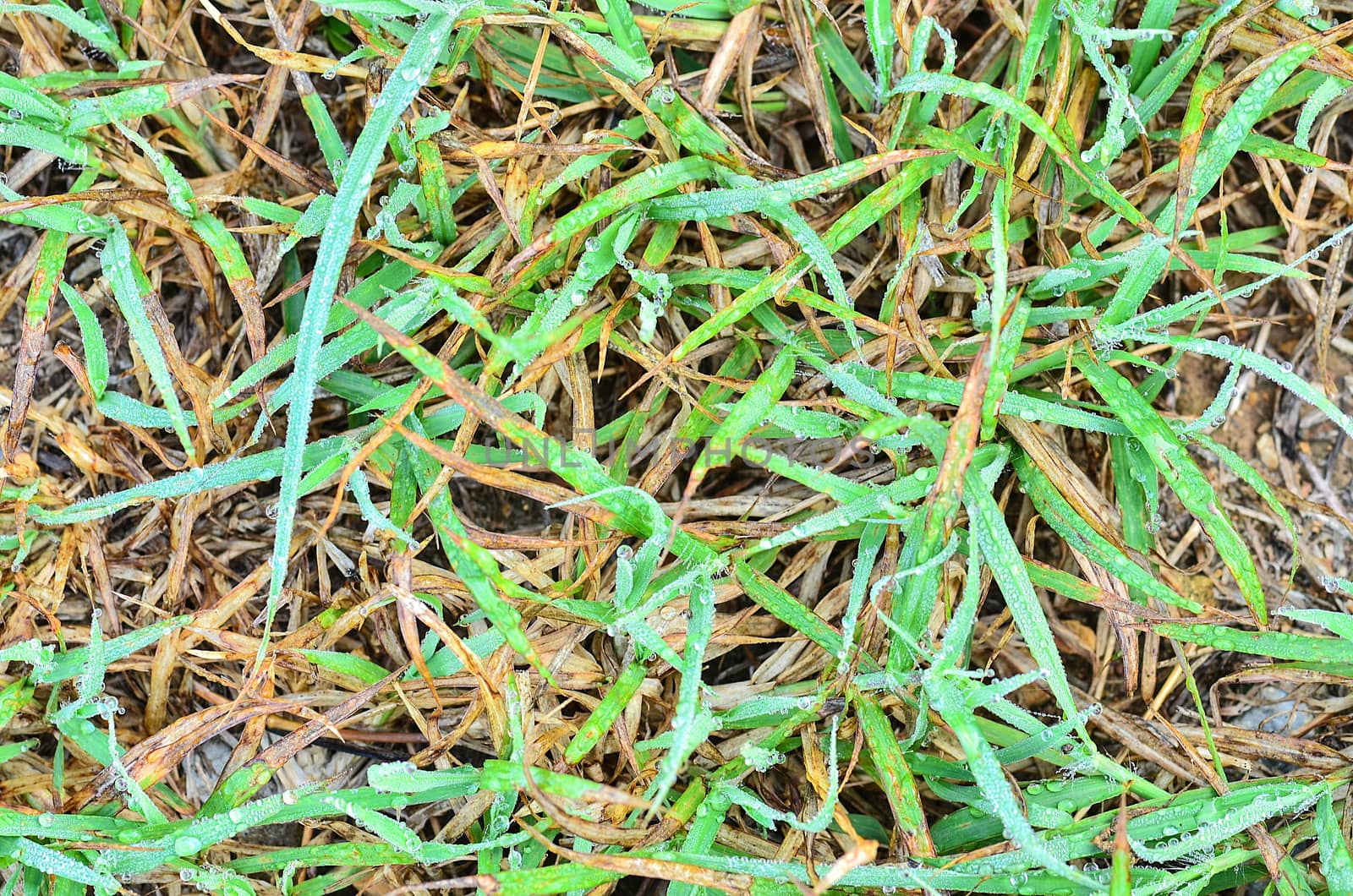 Fresh grass with dew drops