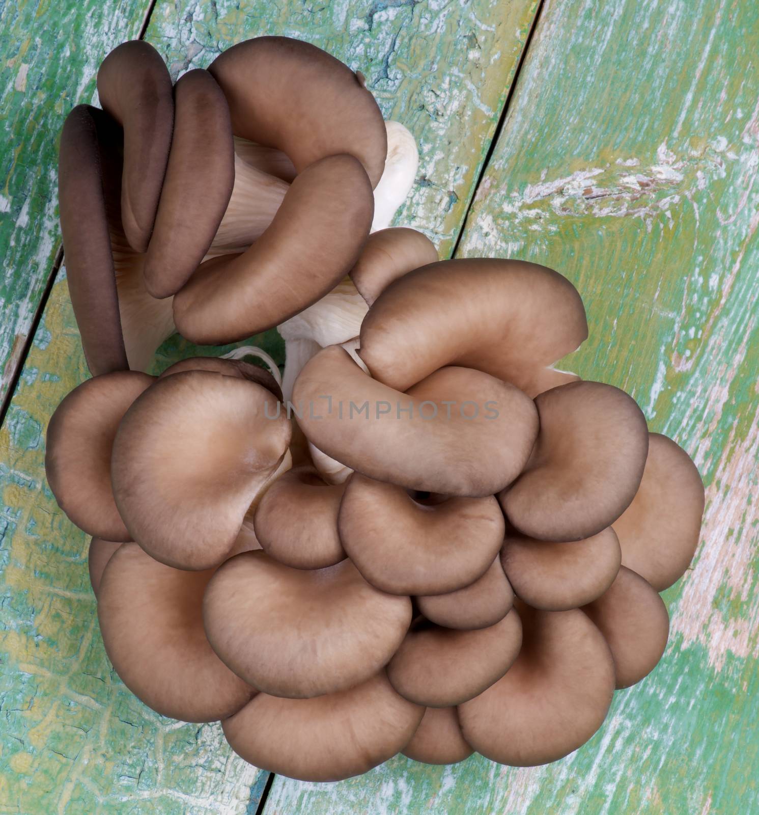Raw Oyster Mushrooms by zhekos