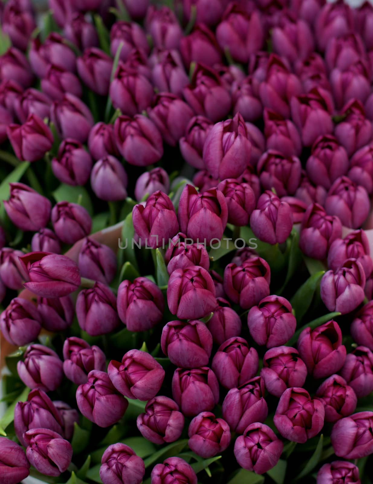 Beauty Purple Tulip Buds closeup as Background Outdoors. Focus on Foreground