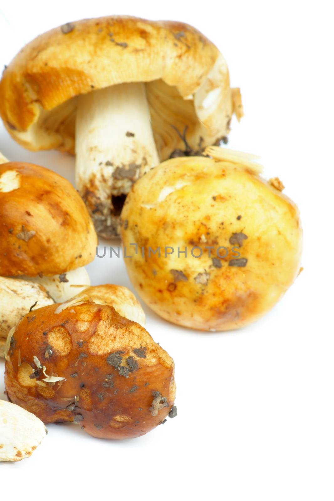 Heap of Raw Forest Peppery Bolete Mushrooms Cross Section on white background