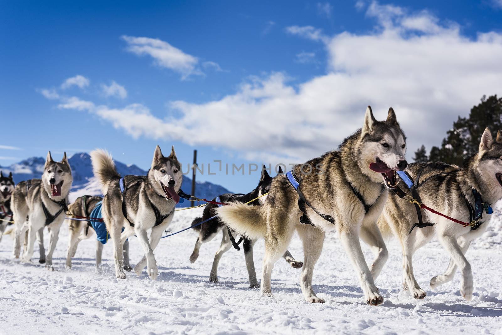 musher dogteam driver and Siberian husky at snow winter competition race in forest