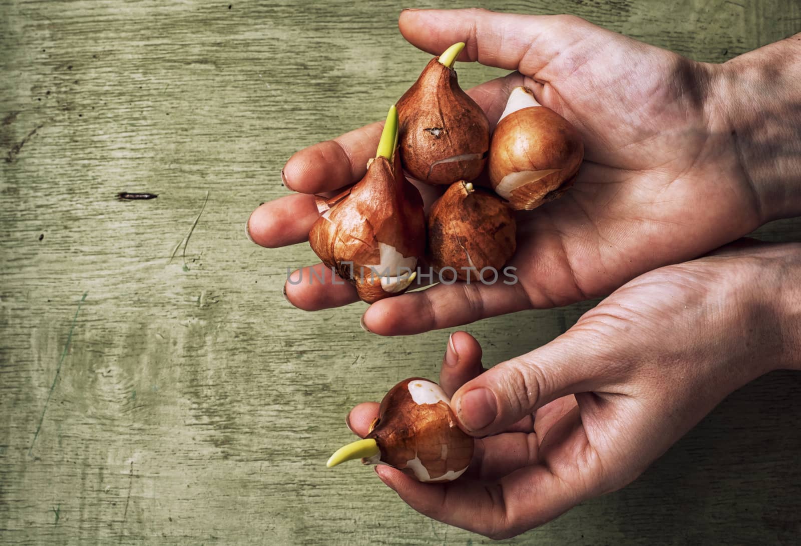 spring protestnymi bulbs of plants in the hands of farmer